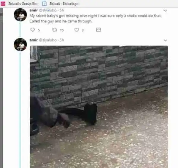 Man Kills Big Male & Female Cobras That Killed His Rabbit In Lagos (Photos)